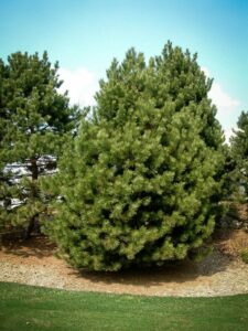 Сосна Чёрная (Pinus Nigra) купить по цене от 270.00р. в интернет-магазине «Посадика» с доставкой почтой в в Верхоянске и по всей России – [изображение №1].