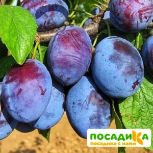 Слива Чачакская ранняя купить по цене от 229.00р. в интернет-магазине «Посадика» с доставкой почтой в в Верхоянске и по всей России – [изображение №1].