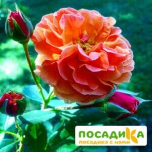 Роза Арабия купить по цене от 350.00р. в интернет-магазине «Посадика» с доставкой почтой в в Верхоянске и по всей России – [изображение №1].