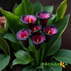 Калла Аура Лейс купить по цене от 400р. в интернет-магазине «Посадика» с доставкой почтой в в Верхоянске и по всей России – [изображение №1].