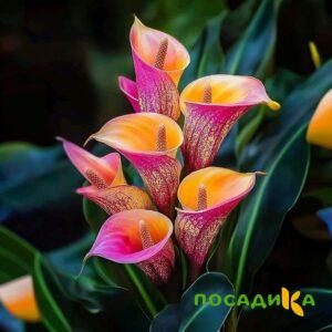 Калла Оникс купить по цене от 450р. в интернет-магазине «Посадика» с доставкой почтой в в Верхоянске и по всей России – [изображение №1].