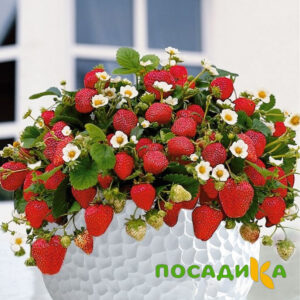 Клубника Рубиновый Шепот (горшечная) купить по цене от 240р. в интернет-магазине «Посадика» с доставкой почтой в в Верхоянске и по всей России – [изображение №1].