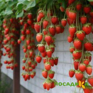 Клубника вьющаяся Комплимент купить по цене от 470р. в интернет-магазине «Посадика» с доставкой почтой в в Верхоянске и по всей России – [изображение №1].