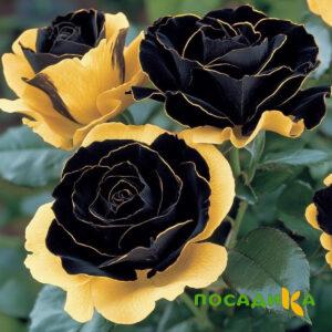 Роза Ханни Сикл купить по цене от 700р. в интернет-магазине «Посадика» с доставкой почтой в в Верхоянске и по всей России – [изображение №1].