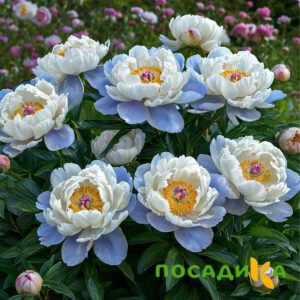 Пион акварельный Этюд купить по цене от 806р. в интернет-магазине «Посадика» с доставкой почтой в в Верхоянске и по всей России – [изображение №1].