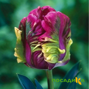 Тюльпан Экзотик Хэвен купить по цене от 186р. в интернет-магазине «Посадика» с доставкой почтой в в Верхоянске и по всей России – [изображение №1].