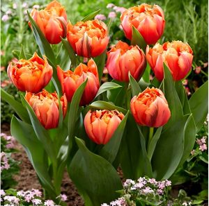 Тюльпан Гудошник Дабл купить по цене от 185р. в интернет-магазине «Посадика» с доставкой почтой в в Верхоянске и по всей России – [изображение №1].