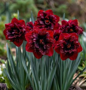 Нарцисс Сапфировый Бриз купить по цене от 3000р. в интернет-магазине «Посадика» с доставкой почтой в в Верхоянске и по всей России – [изображение №1].