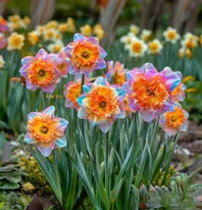 Нарцисс Айвери Дон купить по цене от 3000р. в интернет-магазине «Посадика» с доставкой почтой в в Верхоянске и по всей России – [изображение №1].