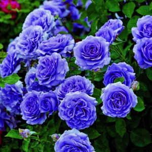 Роза Блю Мун купить по цене от 450р. в интернет-магазине «Посадика» с доставкой почтой в в Верхоянске и по всей России – [изображение №1].